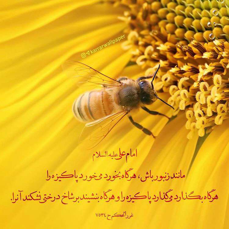 مانند زنبور باش